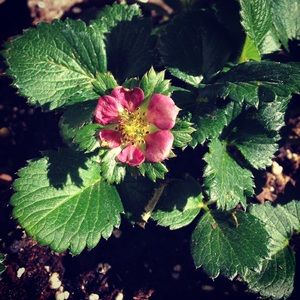 Meet your Posher, Kate