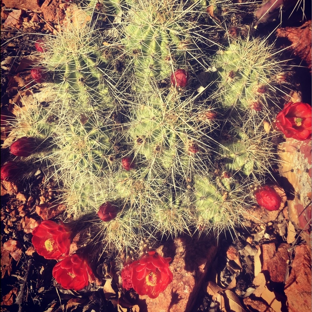 Meet your Posher, Klassie