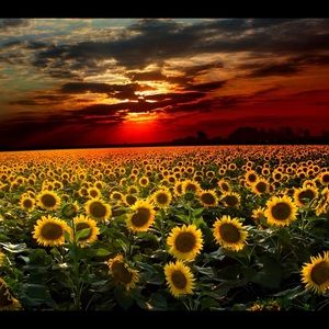 Meet your Posher, Sierra