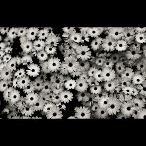 Meet your Posher, Cierra