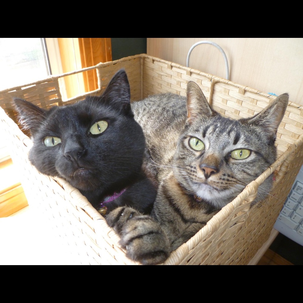 Meet your Posher, Kat