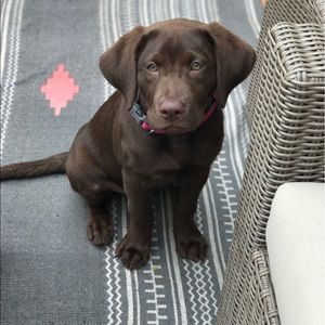 Meet your Posher, Jacqueline