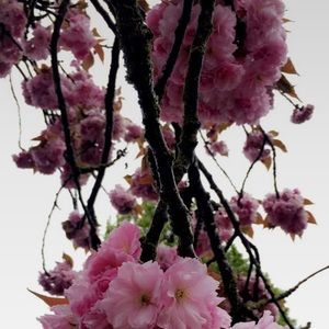 Meet your Posher, Naem