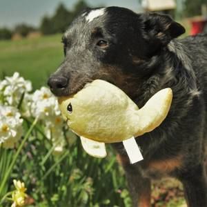 Meet your Posher, Allison