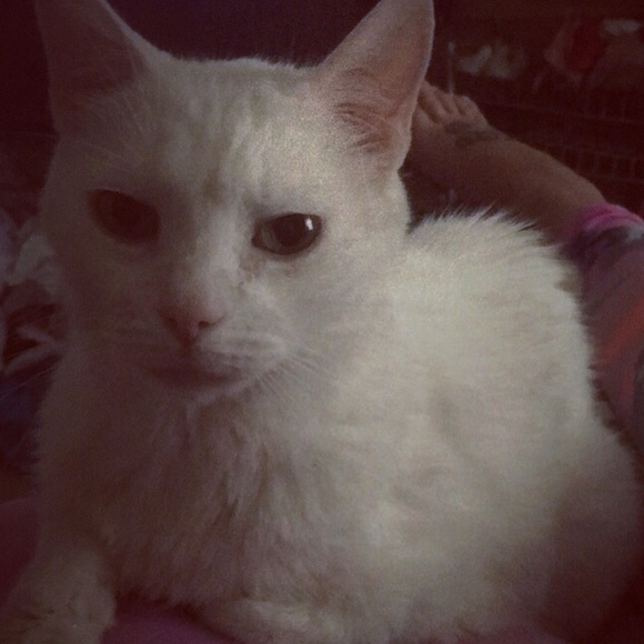 Meet your Posher, Caitlin - Picture 4 of 4