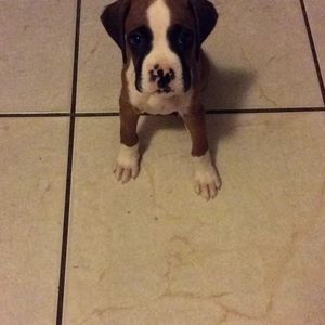 Meet your Posher, David