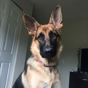 Meet your Posher, Luisa