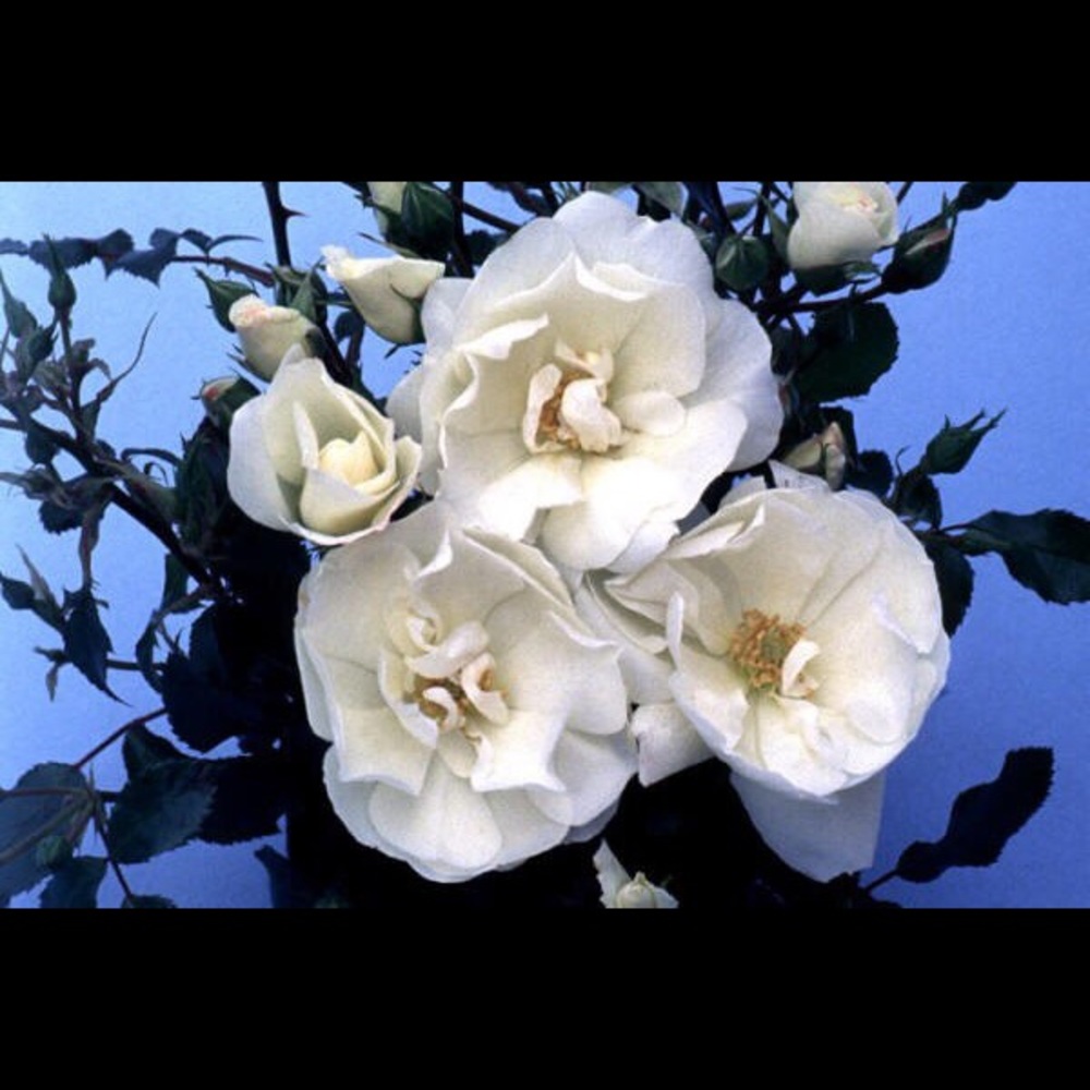 Meet your Posher, Nesrine