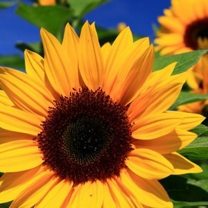 Meet your Posher, Maddy