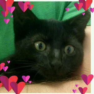 Meet your Posher, Lucille