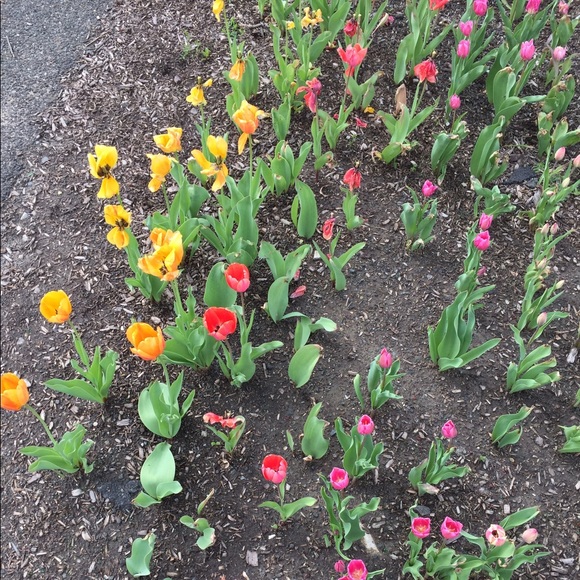 Meet your Posher, Nicole - Picture 1 of 1