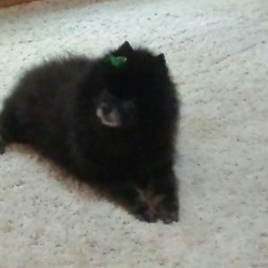 Meet your Posher, Sam