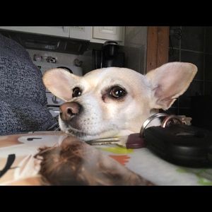 Meet your Posher, Von