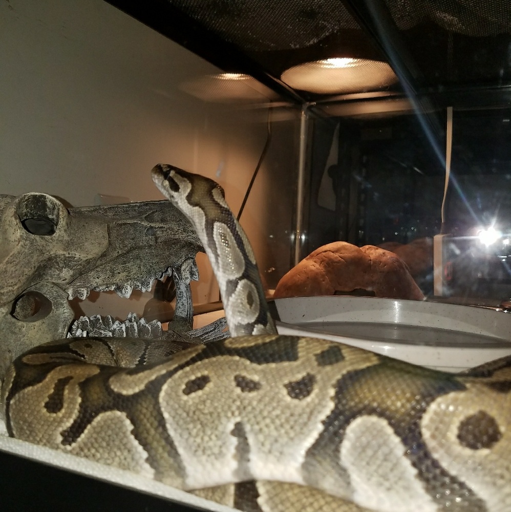 Meet your Posher, Donna