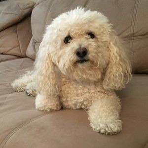 Meet your Posher, Anne