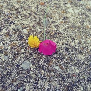 Meet your Posher, Lovette