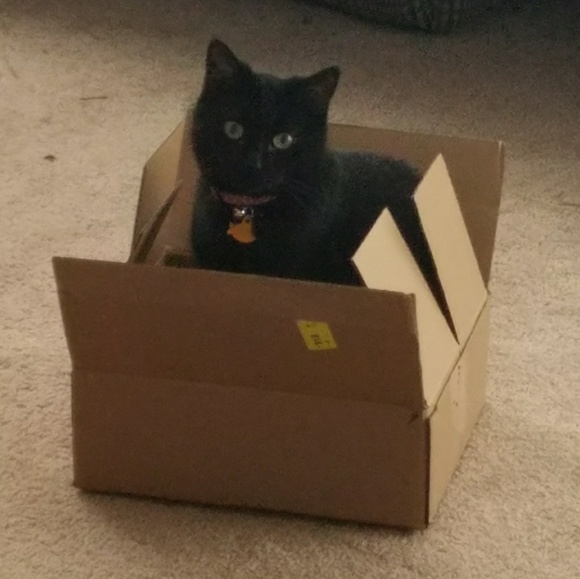 Meet Posher Amanda - Picture 3 of 5