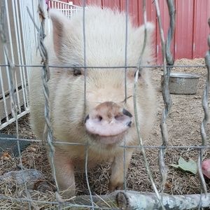 Meet your Posher, Amanda