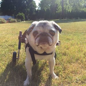 Meet your Posher, Mary