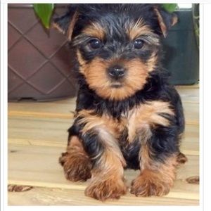 Meet your Posher, Joyce