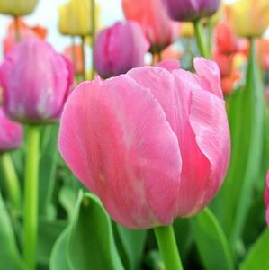 Meet your Posher, Siew hong