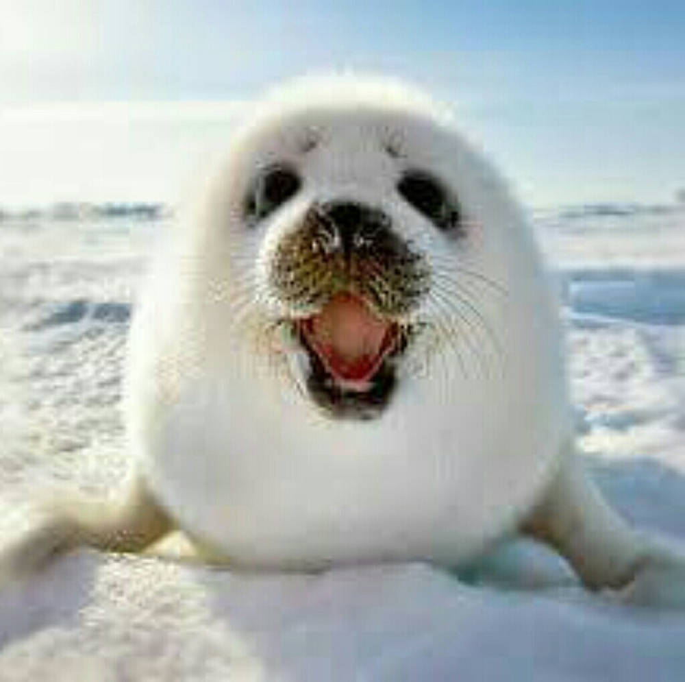 Meet your Posher, Barb