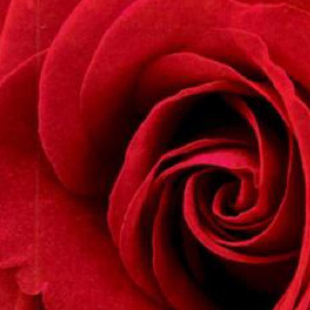 Meet your Posher, Annie