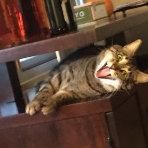 Meet your Posher, Alissa