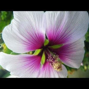 Meet your Posher, Piruz