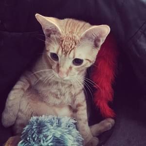 Meet your Posher, Kamalii