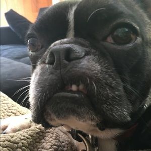 Meet your Posher, Sadie