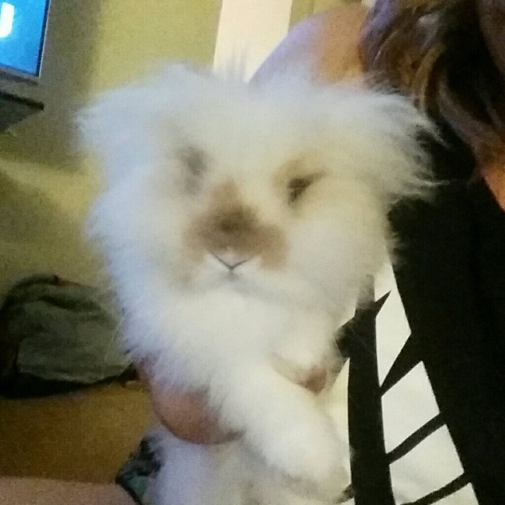 NOT 4 SALE. ..Meet Sancho, my lionhead bunny!