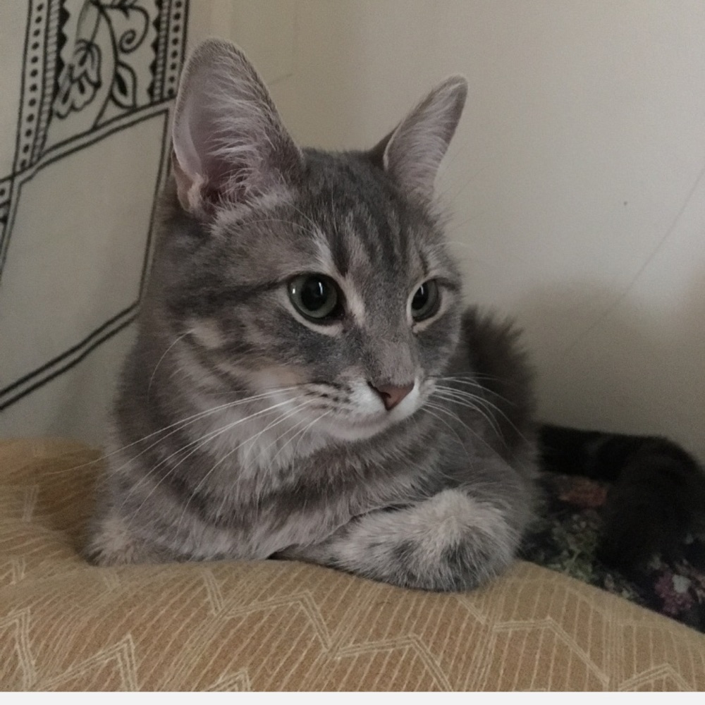 Meet your Posher, Bonnie