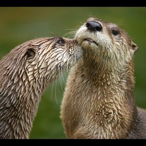 Meet your Posher, Alexa