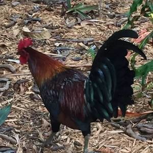 Meet your Posher, Shari