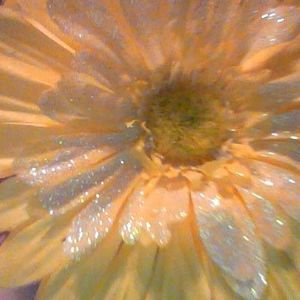 Meet your Posher, Betti