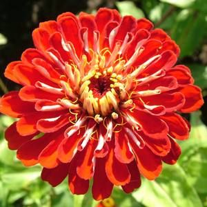 Meet your Posher, Liz