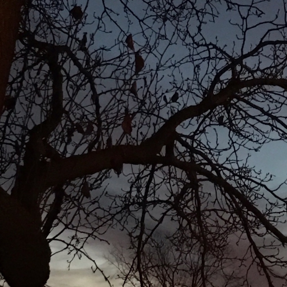 Meet your Posher, Dyllan