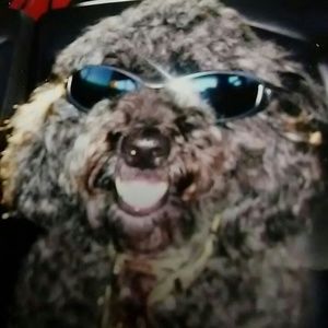 Meet your Posher, Annie