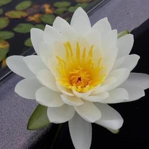 Meet your Posher, Stefanie