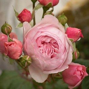 Meet your Posher, Sharon