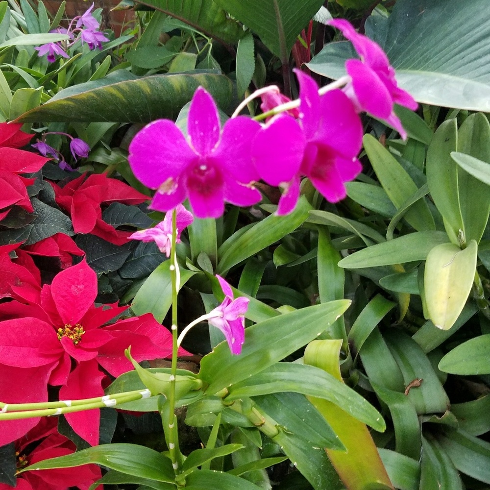 Meet your Posher, Yaneth