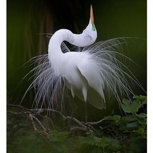 Meet your Posher, Ruth