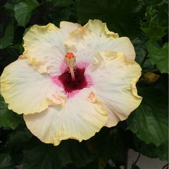 BNWT Paper Tee Boho Crop Top W/Adjustable Straps - Picture 8 of 8