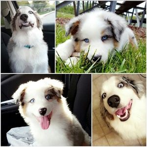 Meet your Posher, Kailani