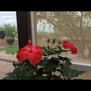 Meet your Posher, Susan