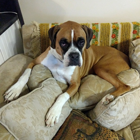 Meet your Posher, Ginny - Picture 6 of 8