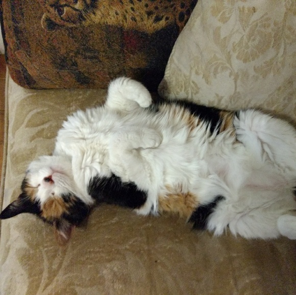 Meet your Posher, Ginny - Picture 7 of 8