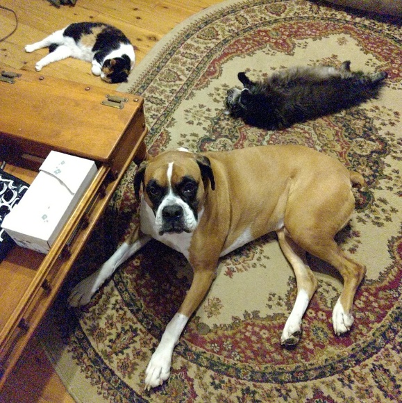 Meet your Posher, Ginny - Picture 8 of 8