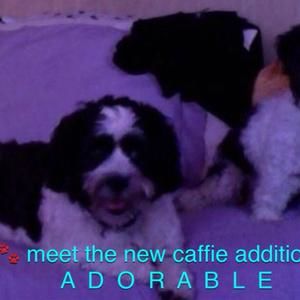 Meet your Posher, Eving olaco-caffie